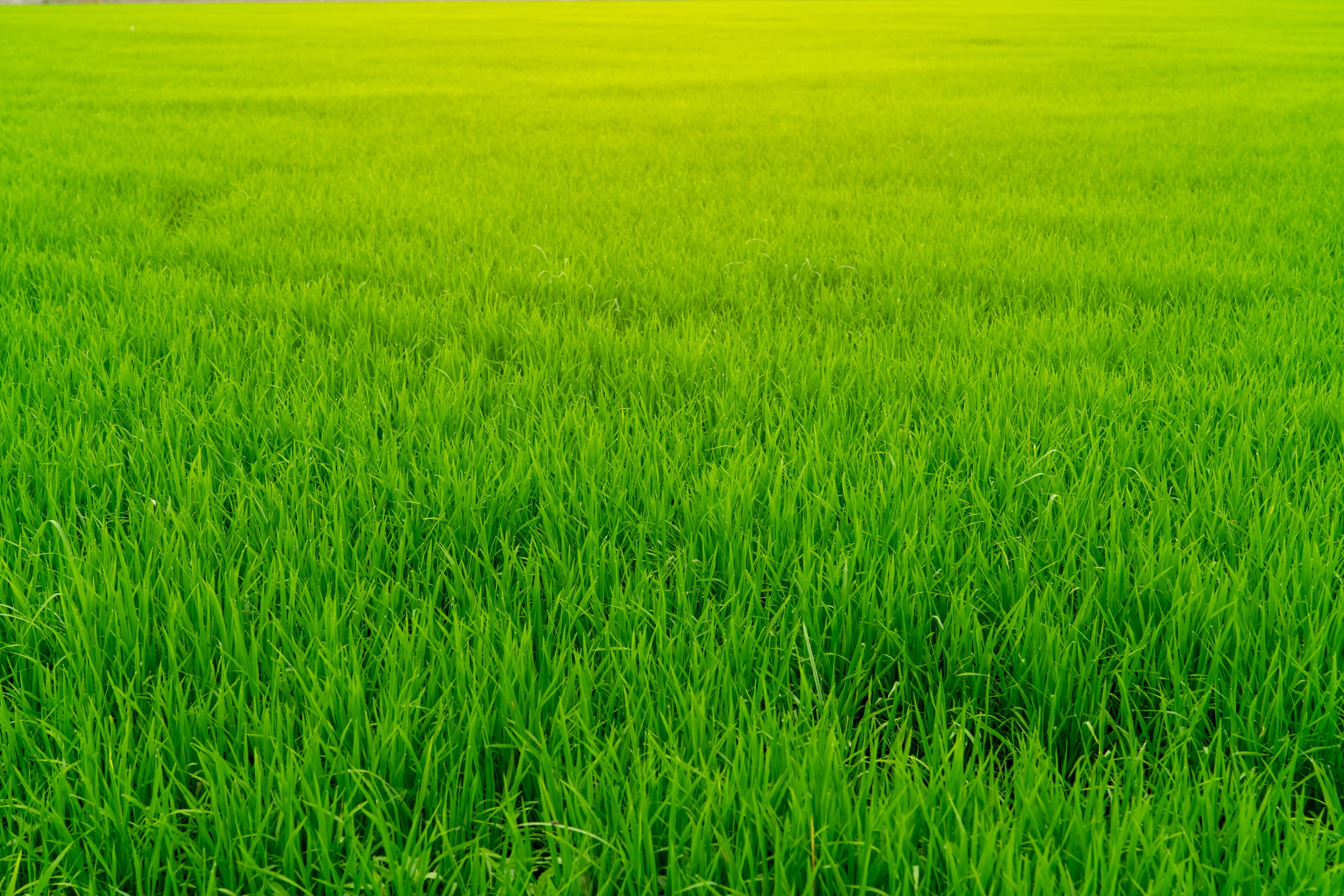 Green Rice Paddy Field