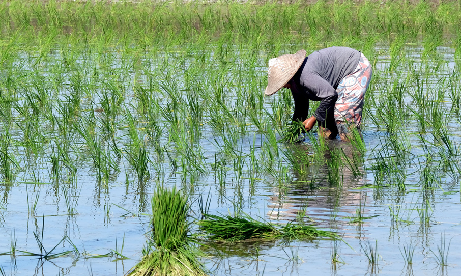 Woman Harvesting Rice in Rice Field