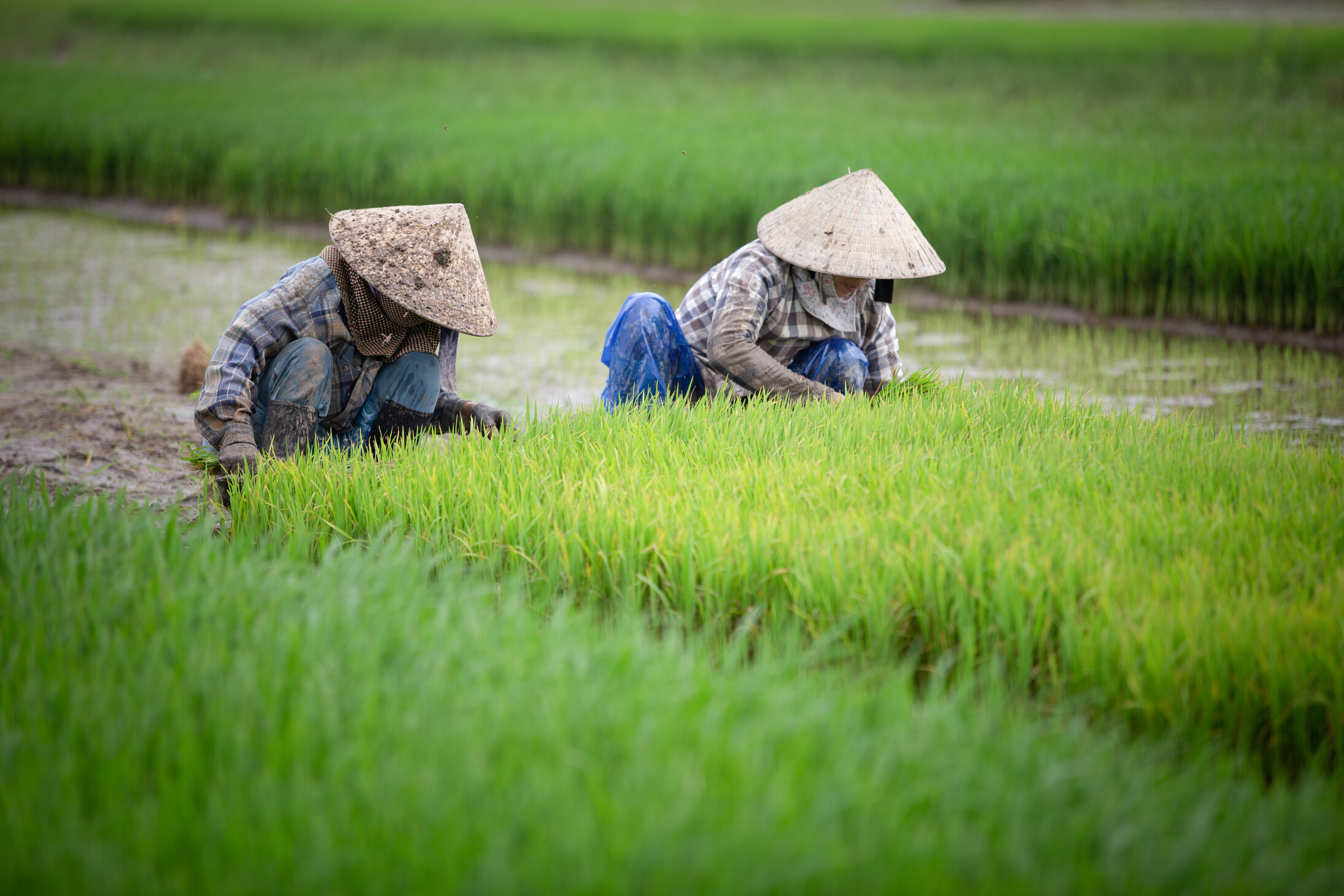 Two Farmers Planting Rice in Paddy Field